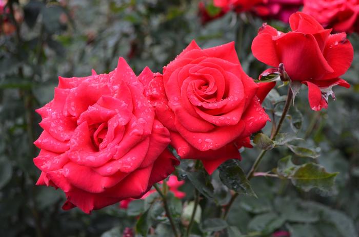 Rosa 9/11 Tribute