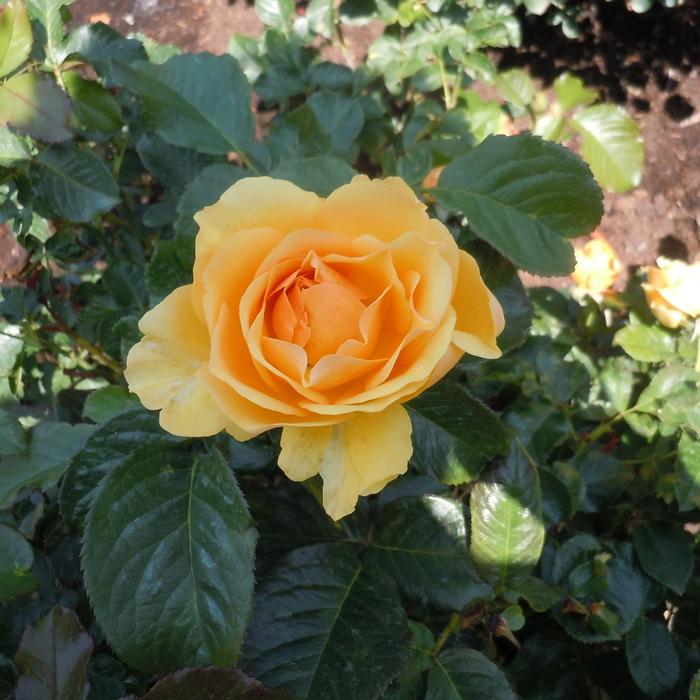 Rosa Amber Queen