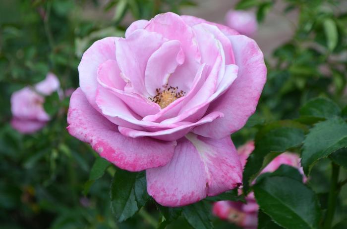 Rosa Barbara Streisand