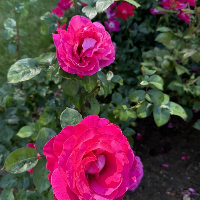 Rosa Baronne Edmond de Rothschild