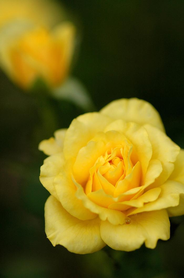 Rosa Brite Lites