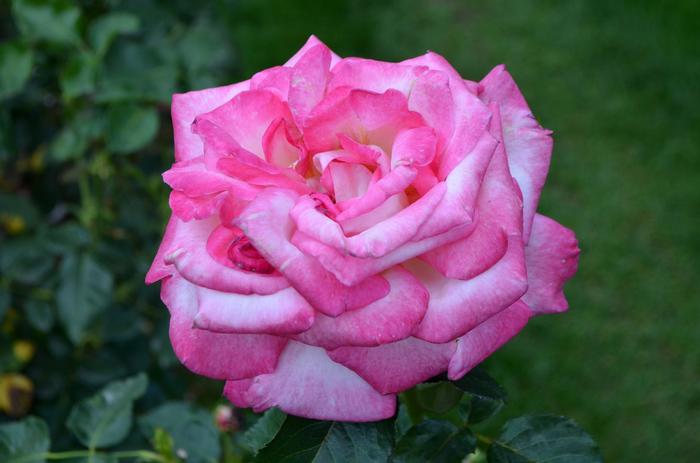 Rosa California Dreamin'&trade;