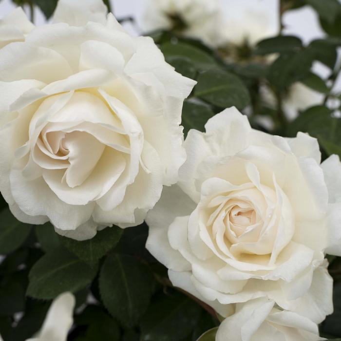 Rosa Cloud 10&trade;