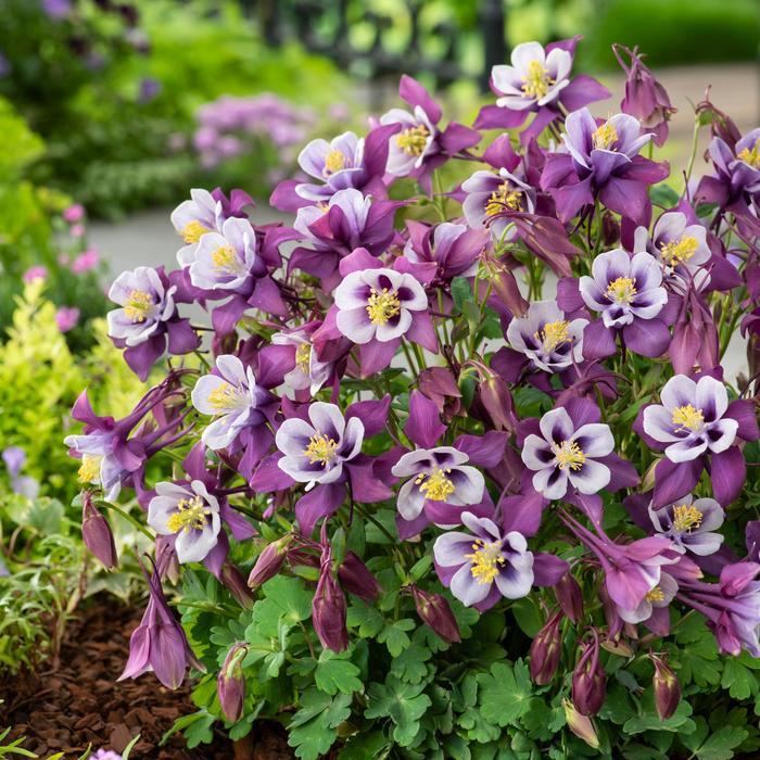 Aquilegia caerulea Earlybird&trade; Purple White