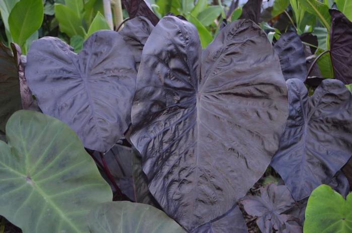 Colocasia Gecko&trade; Black Sapphire
