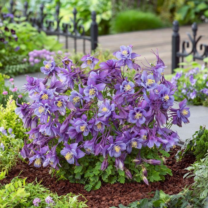Aquilegia caerulea Earlybird&trade; Purple Blue