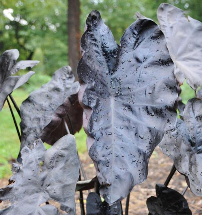 Colocasia Gecko&trade; Painted Black