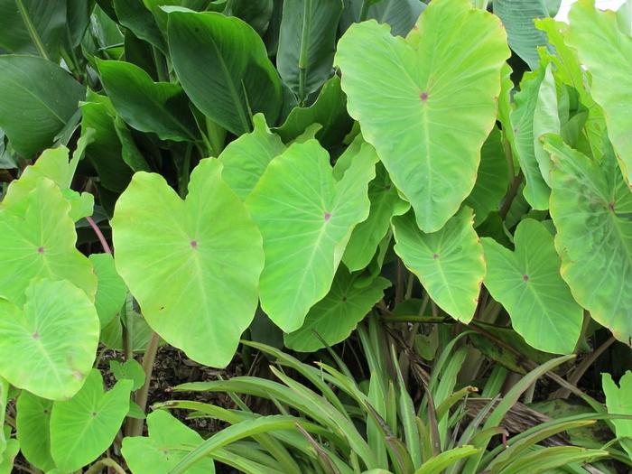 Colocasia Gecko&trade; Red-Eyed