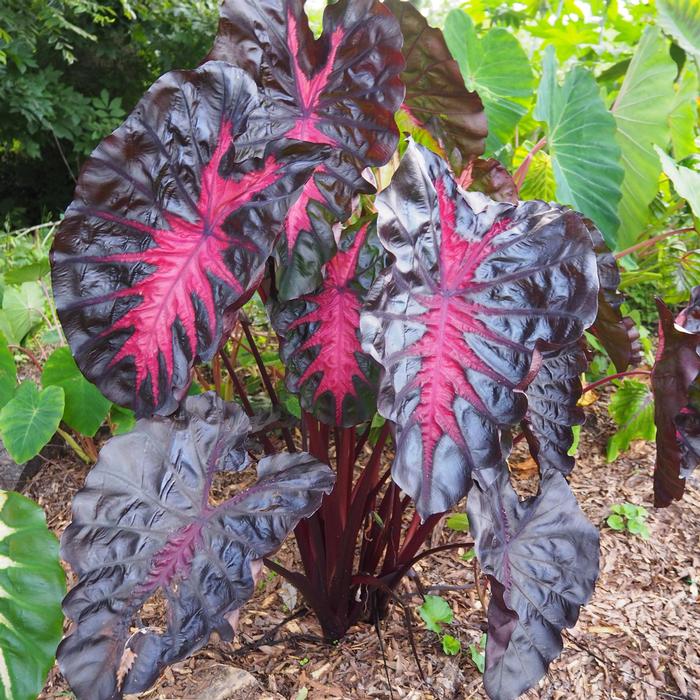 Colocasia Redemption&trade;