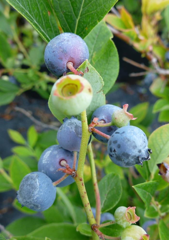 Vaccinium Polaris