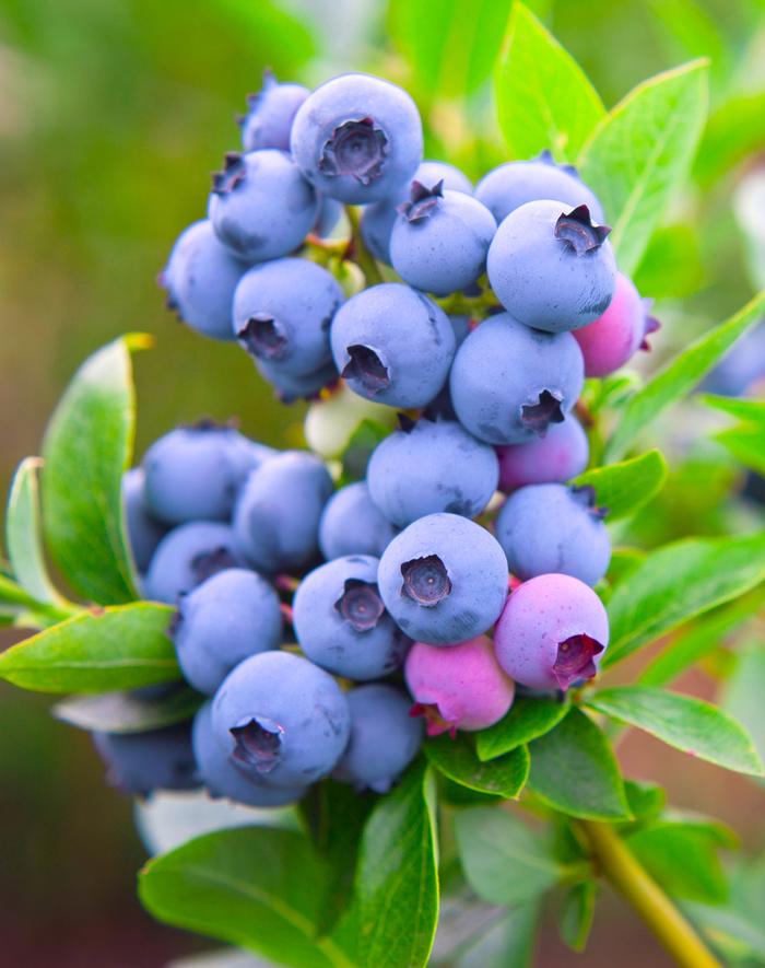 Vaccinium angustifolium Razz