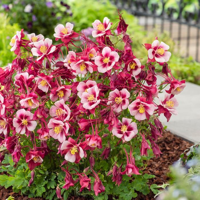 Aquilegia caerulea Earlybird&trade; Red White