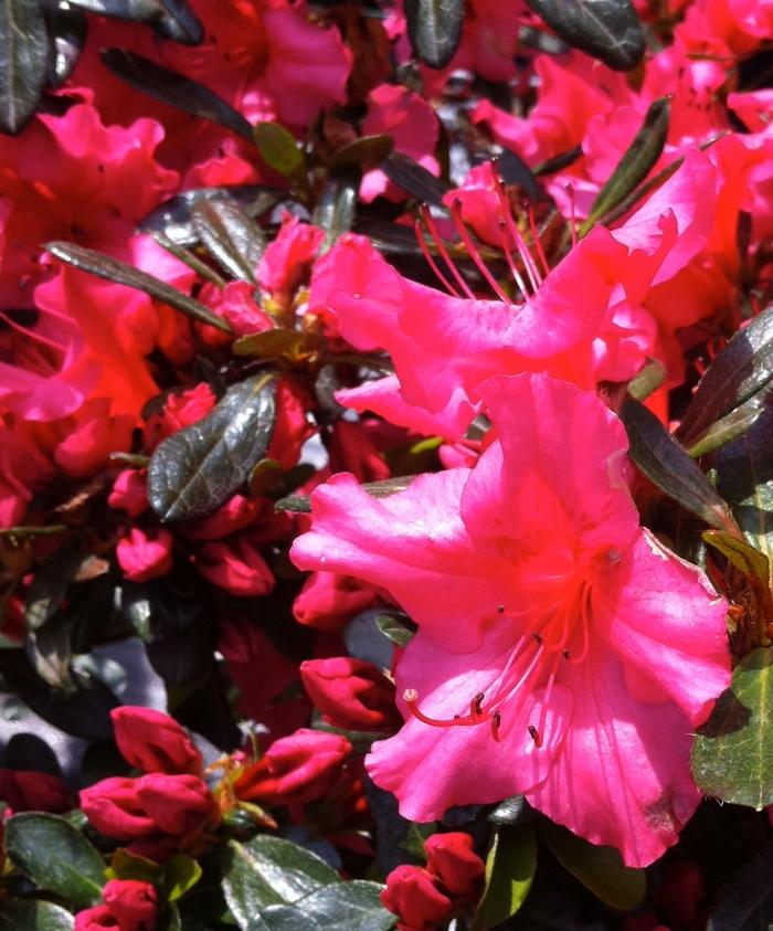 Azalea Girard hybrid Girard's Rose