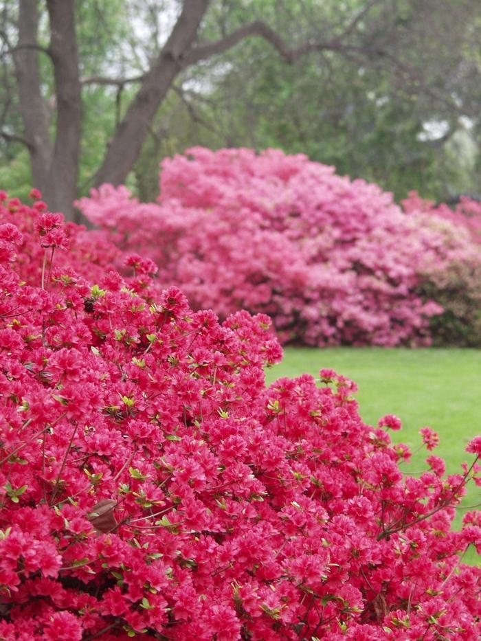 Azalea Kurume Hybrid Hino-Crimson