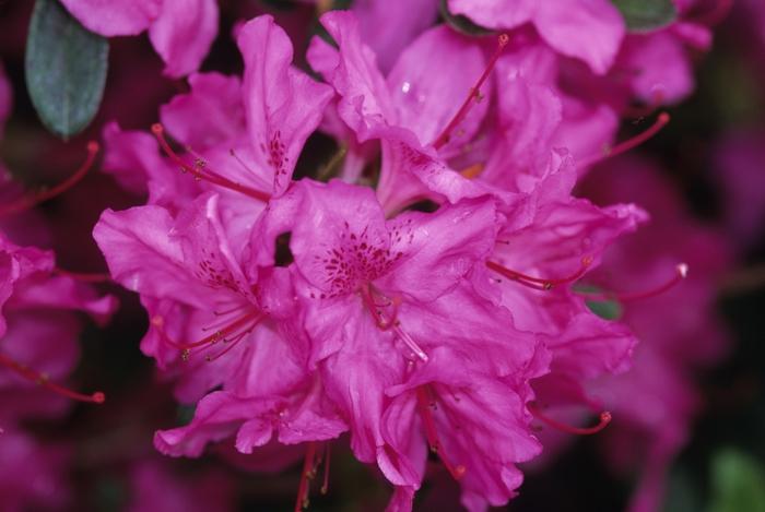 Azalea Gable hybrid Karen