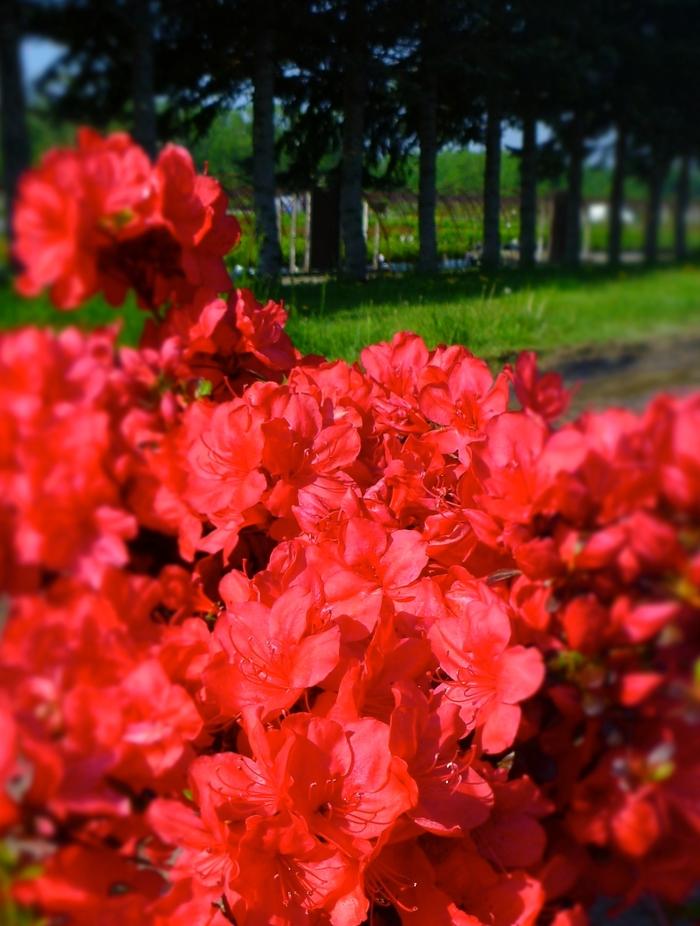 Azalea Kurume hybrid Mother's Day