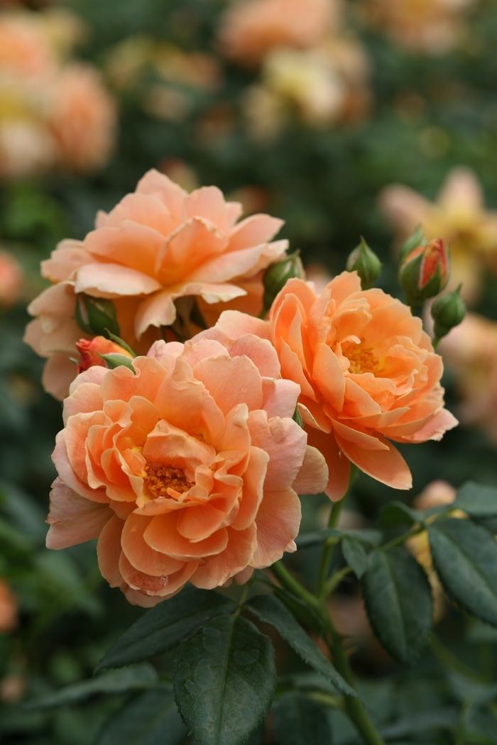 Rosa At Last&reg;