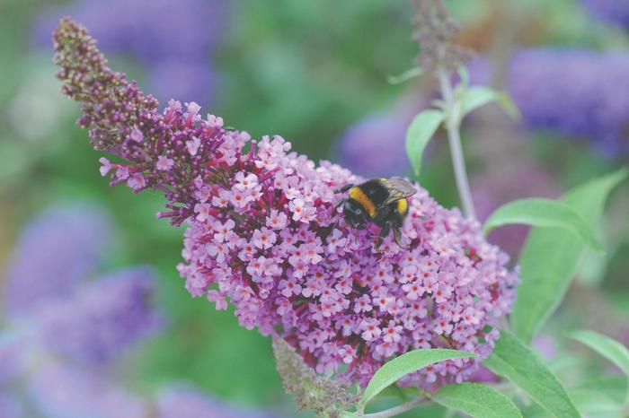 Buddleia davidii Buzz&trade; Soft pink