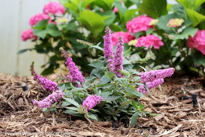 Buddleia Lo & Behold&reg; Pink Micro Chip
