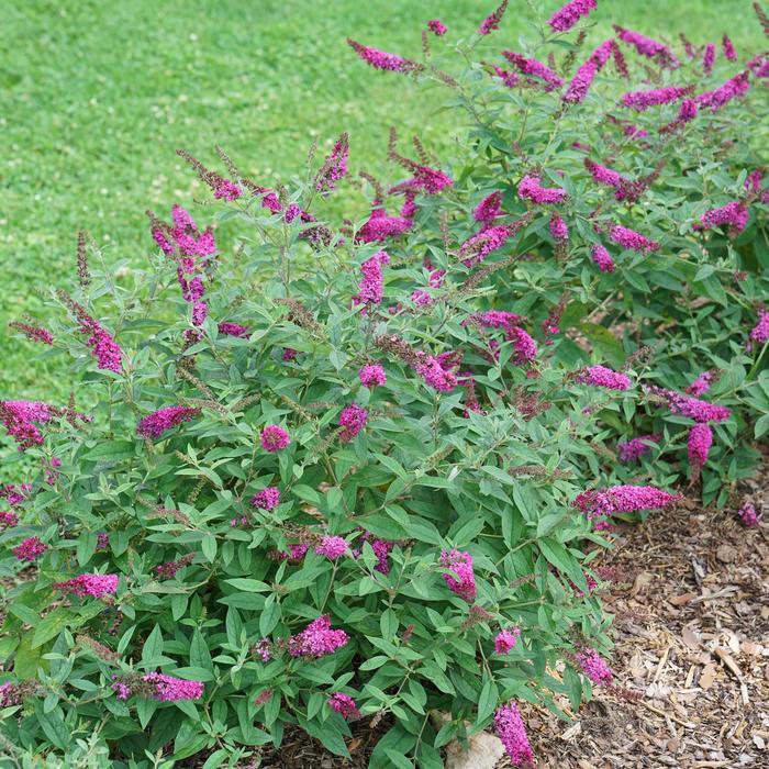 Buddleia Lo & Behold&reg; Ruby Chip&reg;