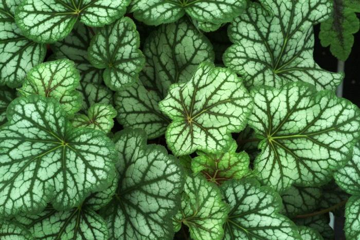 Buxus microphylla Little Missy