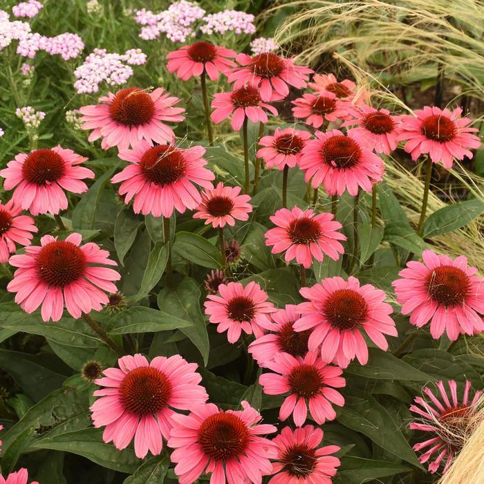 Echinacea Eye-Catcher&trade; Coral Craze