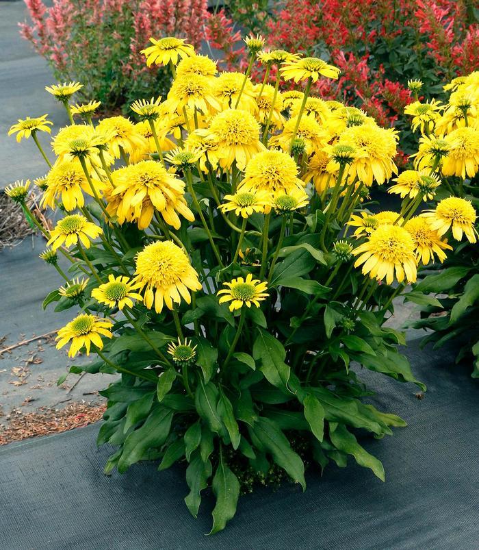 Echinacea Sunny Days&trade; Lemon