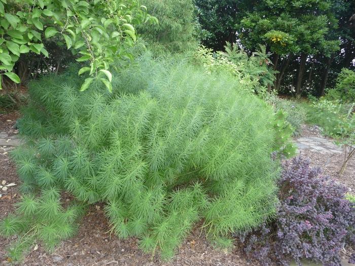 Achillea millefolium Tutti Frutti&trade; Pink Grapefruit