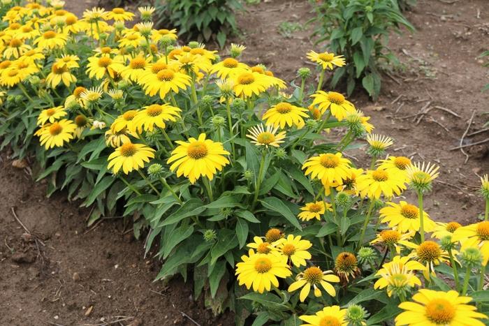 Echinacea Sombrero&reg; Lemon Yellow