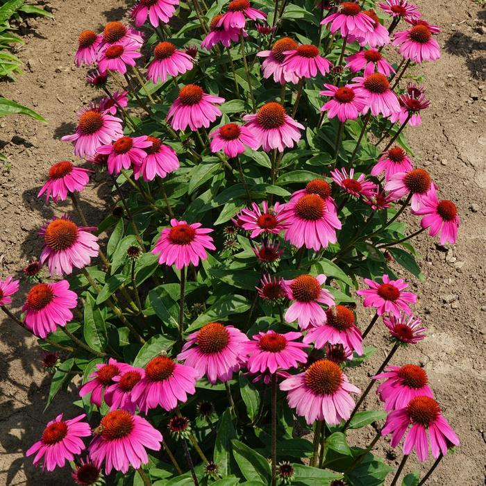 Echinacea Sombrero&reg; Rosada