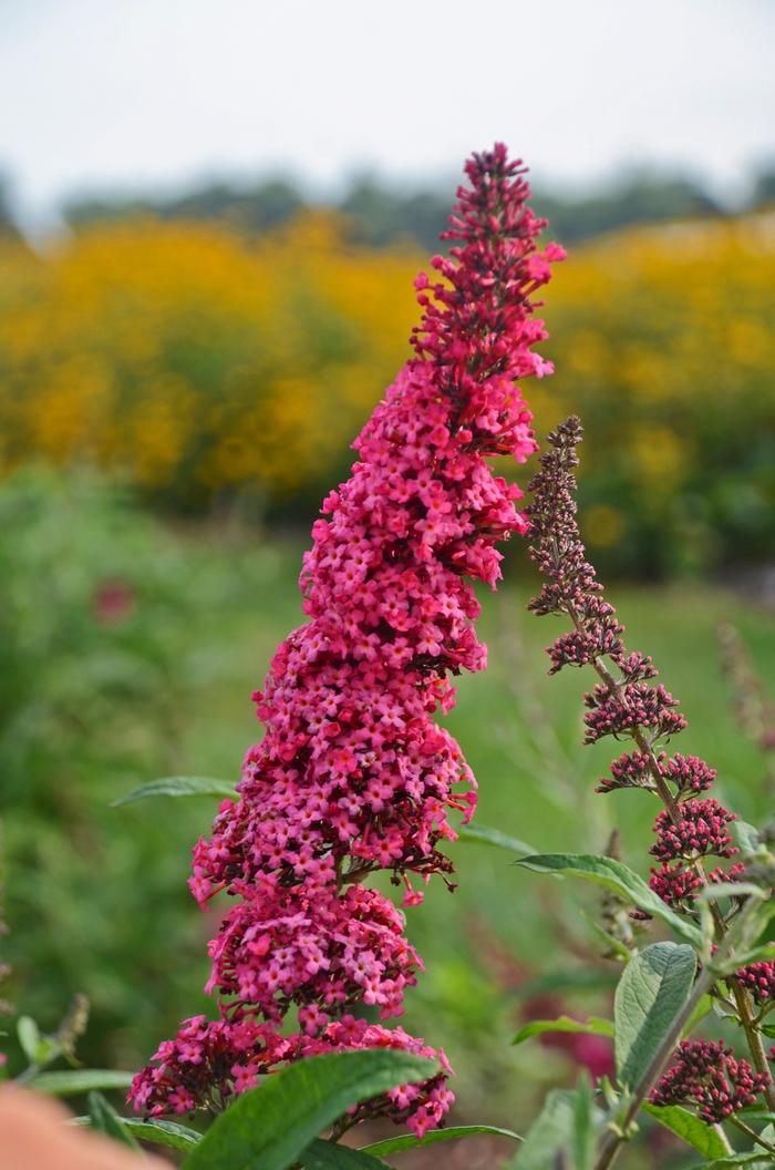 Buddleia davidii Monarch&reg; Prince Charming