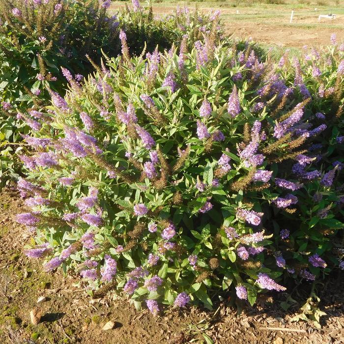 Buddleia davidii Dapper&reg; Lavender