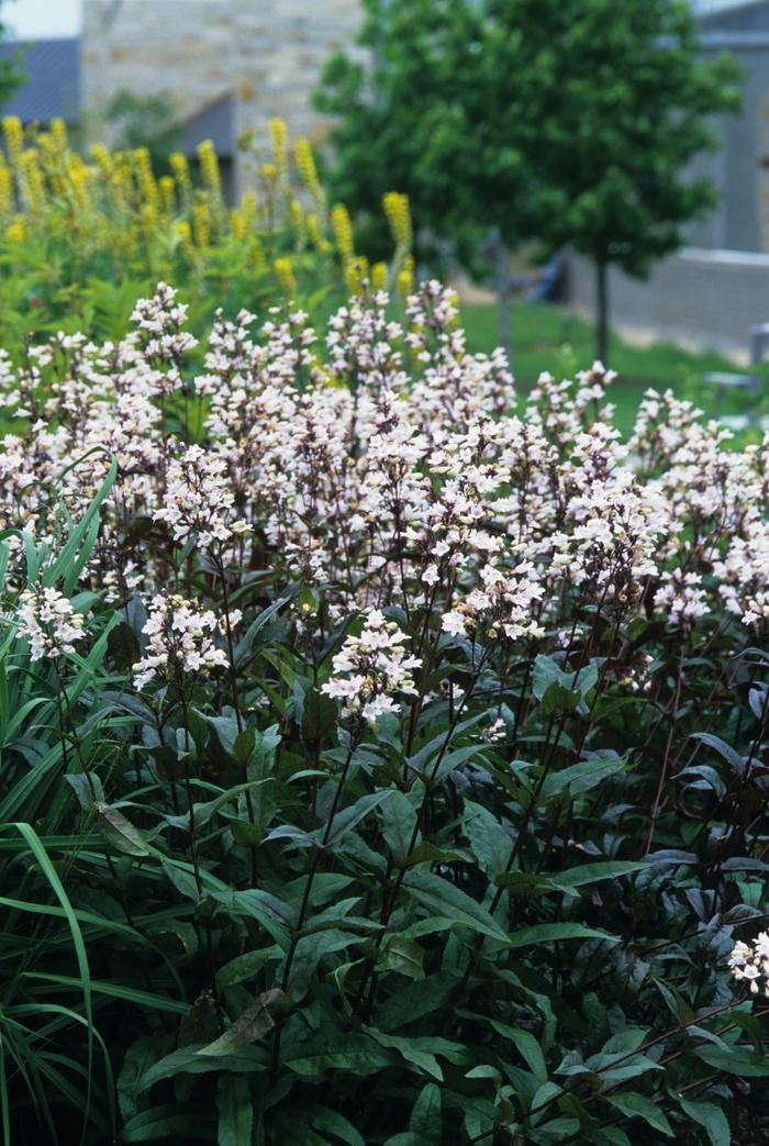 Geranium maculatum Espresso