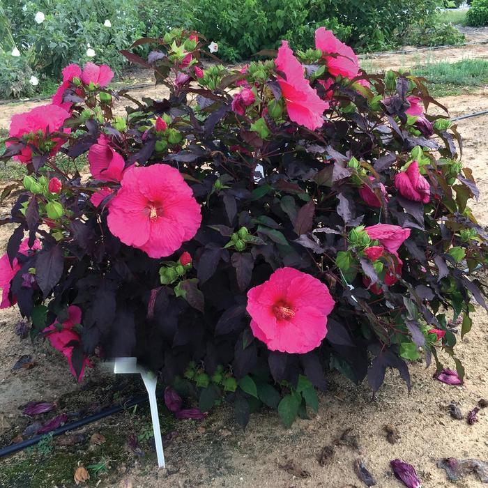 Hibiscus moscheutos Head Over Heels&reg; Passion