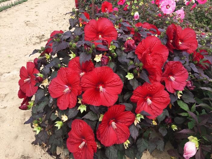 Hibiscus Summerific&reg; Holy Grail