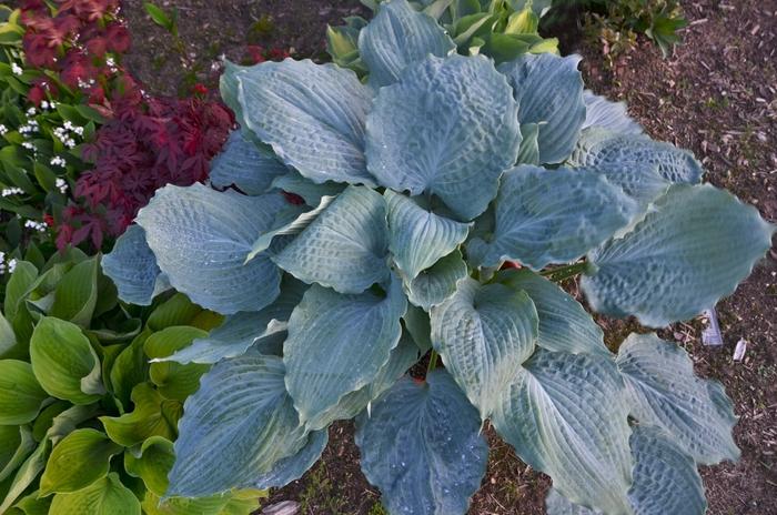 Hosta Shadowland&reg; Diamond Lake