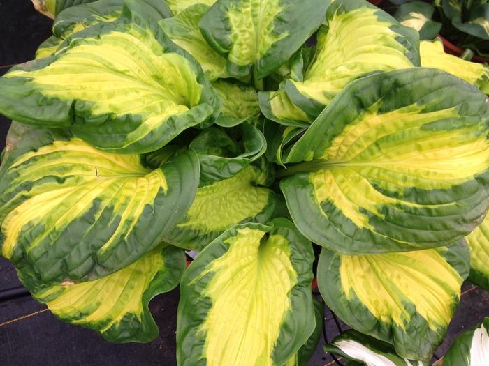 Hosta Shadowland&reg; Etched Glass