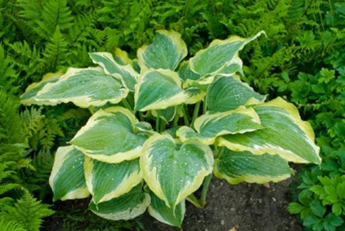 Hosta Shadowland&reg; Seducer