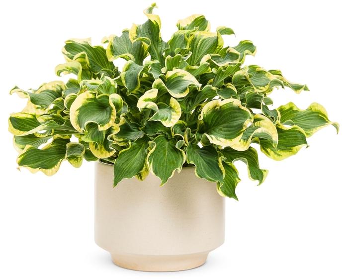 Hosta Shadowland&reg; Wheee!