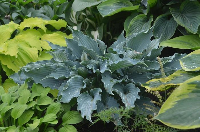 Hosta Shadowland&reg; Waterslide