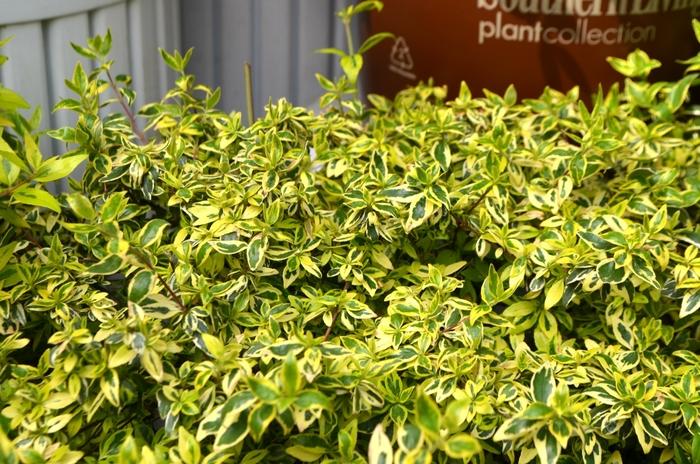 Abelia x grandiflora Suntastic&trade; Radiance