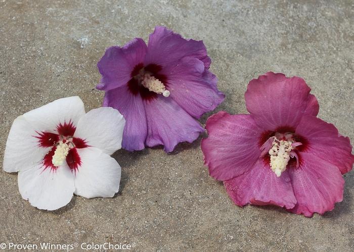 HIbiscus syriacus Lil' Kim&reg; Violet