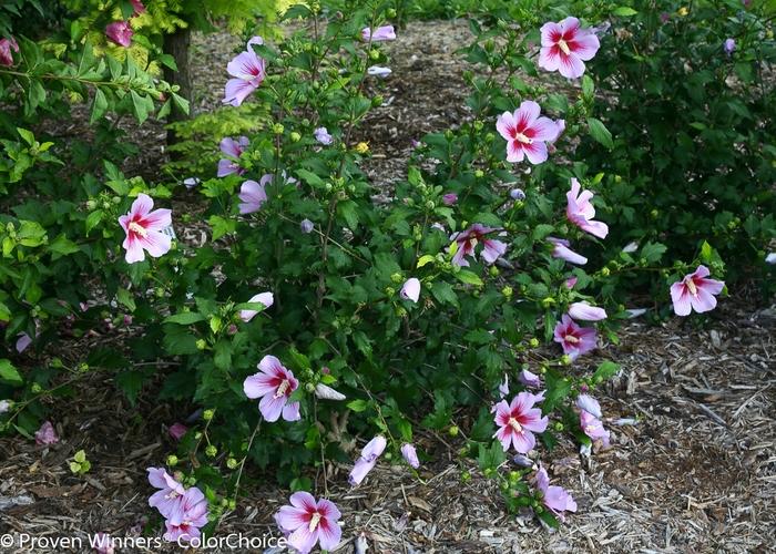 Hibiscus syriacus Orchid Satin&reg;