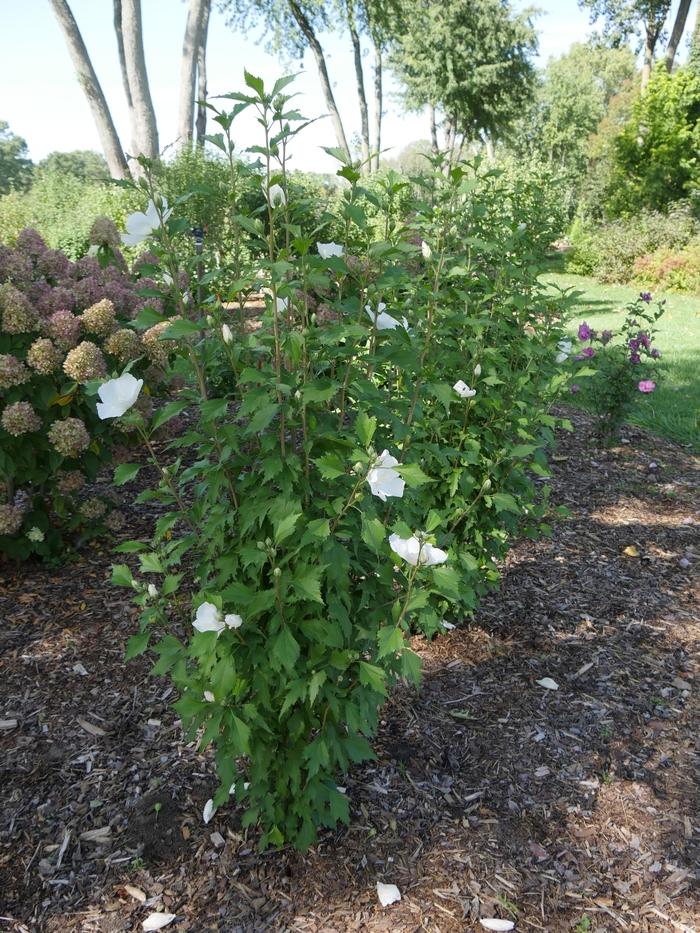 Hibiscus syriacus White Pillar&reg;