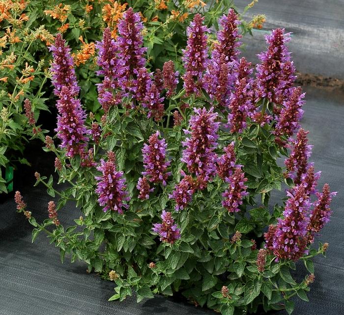 Agastache Poquito&trade; Dark Blue