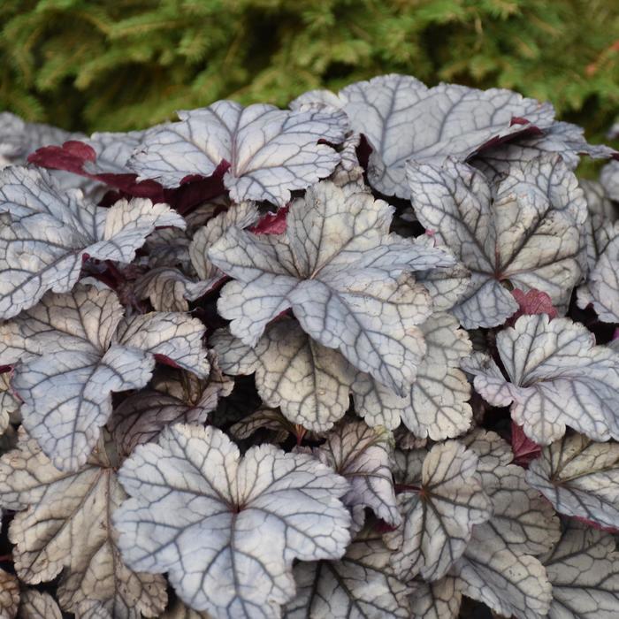 Heuchera Dolce&reg; Frosted Berry