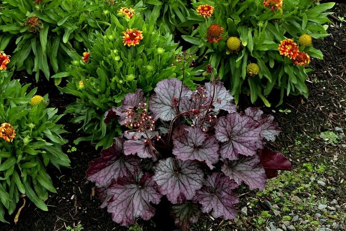 Heuchera Northern Exposure&trade; Purple