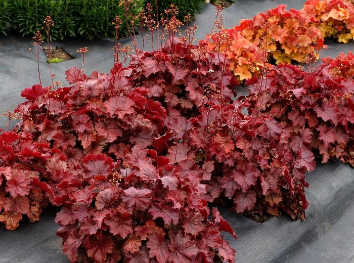 Heuchera Northern Exposure&trade; Red