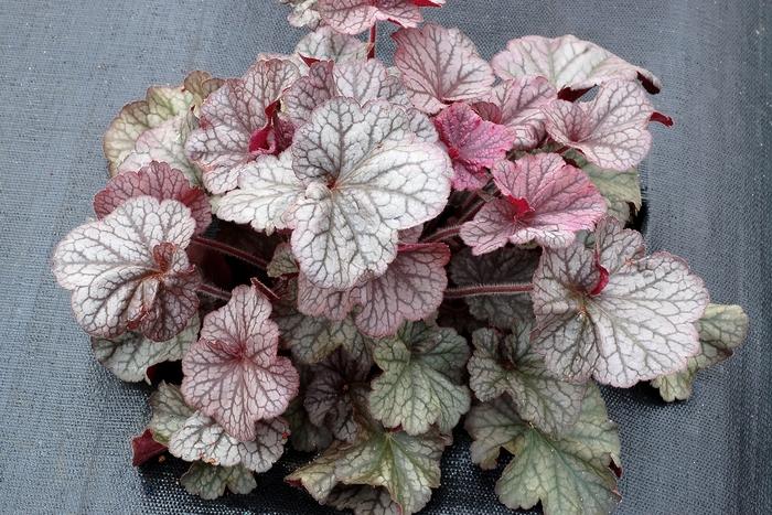 Heuchera Northern Exposure&trade; Silver