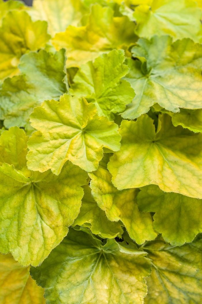 Heuchera Primo&trade; Pretty Pistachio